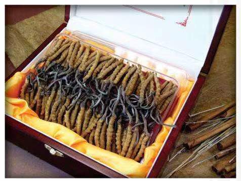 措勤冬虫夏草回收